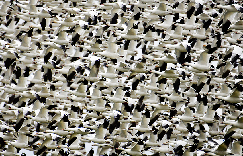 A flock of birds flying in the sky.