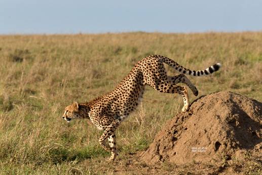 A cheetah is running around in the grass.