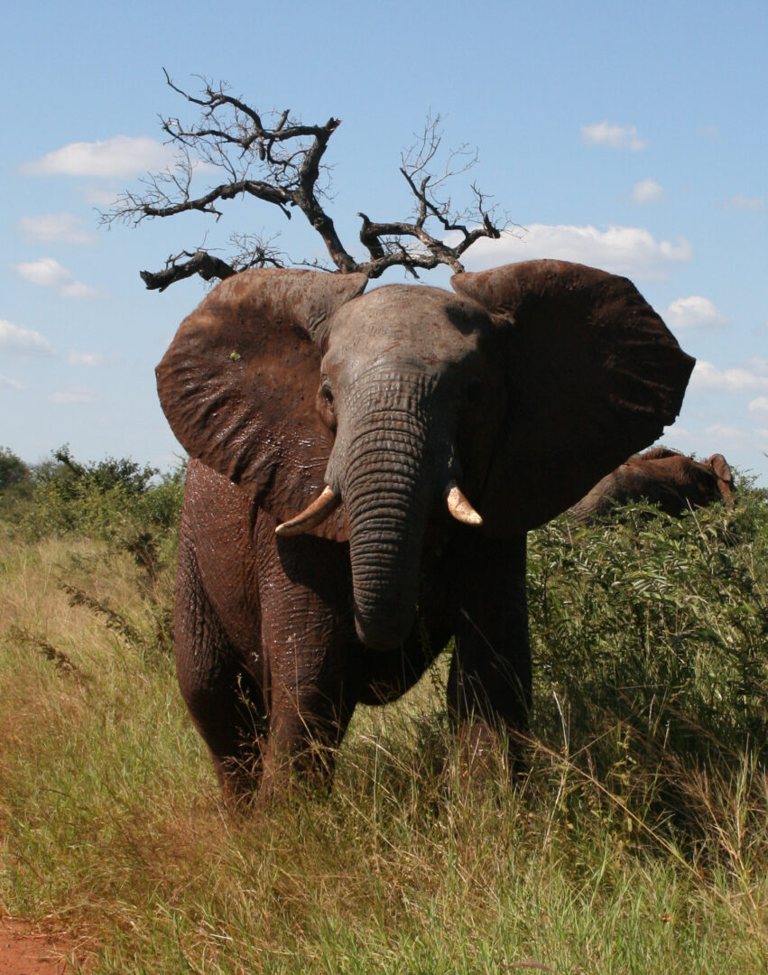 A large elephant walking through the grass.