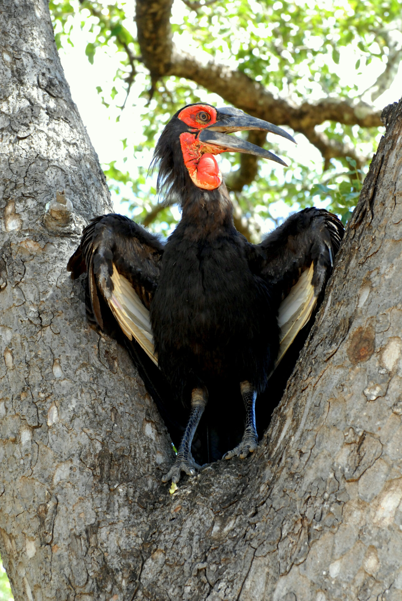 A bird with long legs and red feathers on its head.