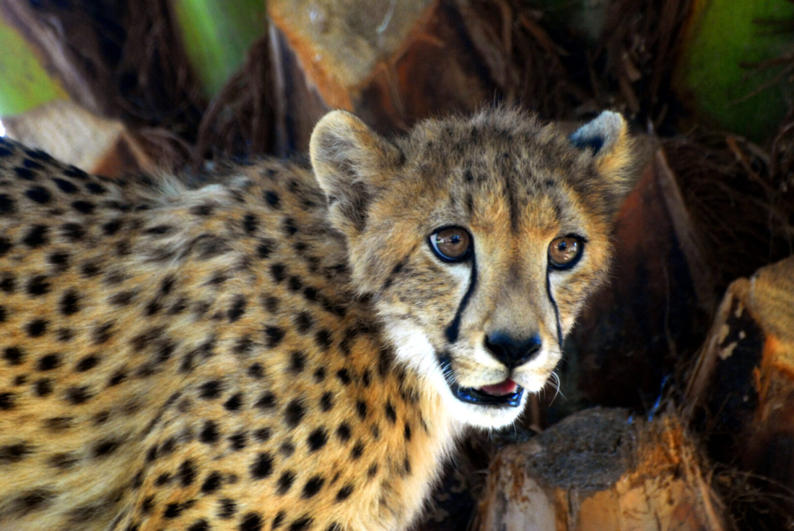 A close up of a cheetah 's face with trees in the background