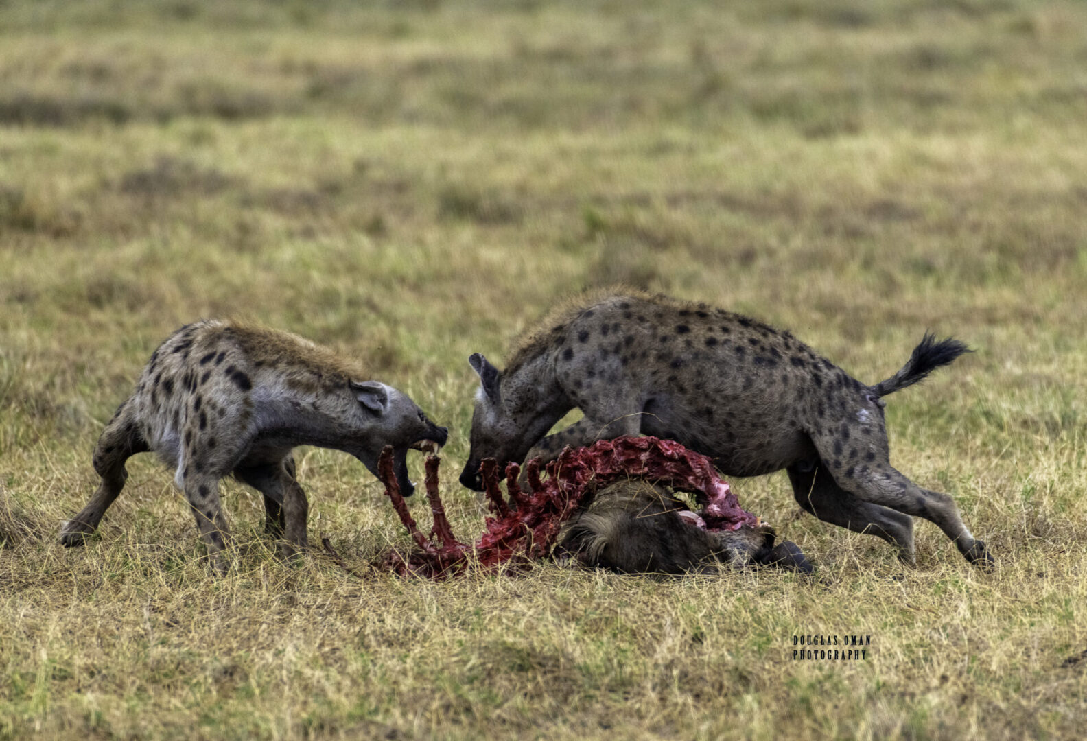 Two hyenas fighting over a carcass in the wild.