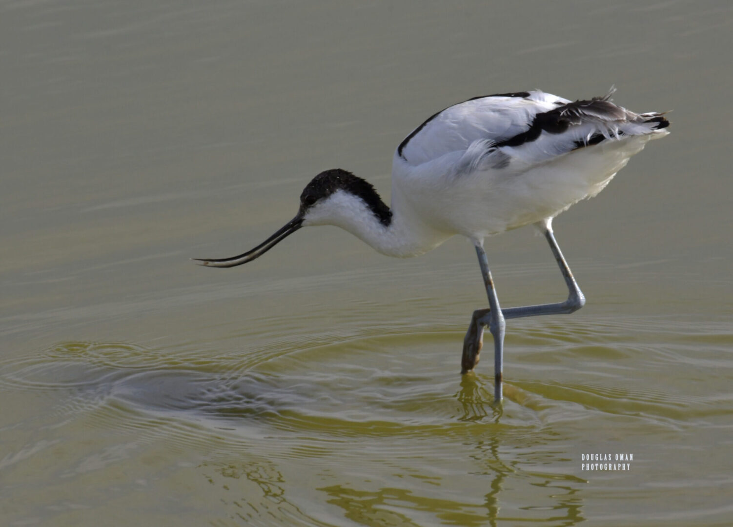 A bird is standing in the water and looking at something.