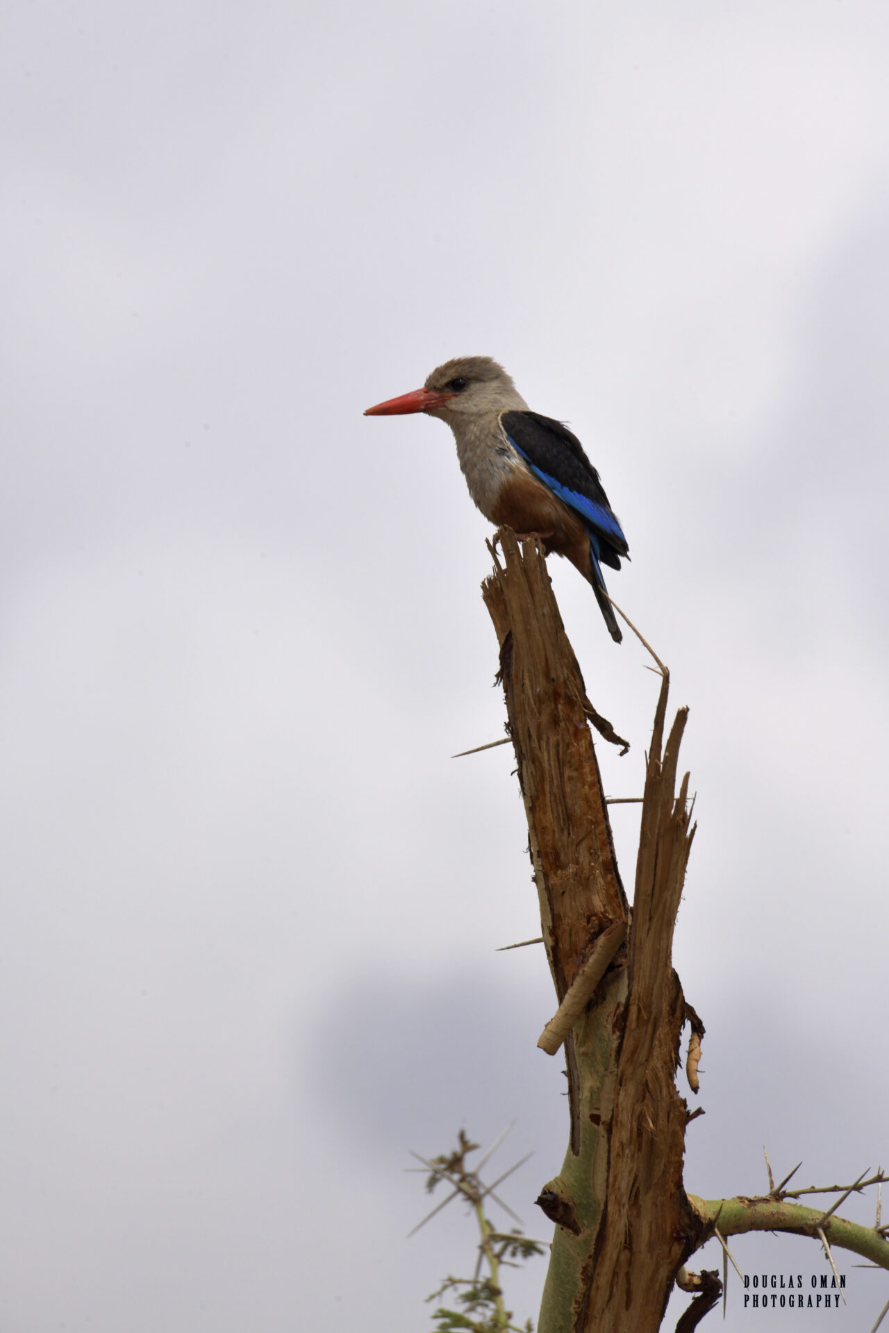 A bird with blue and white feathers perched on top of a tree.