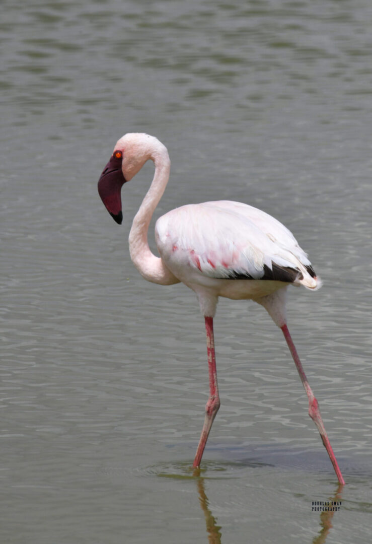 A flamingo standing in the water near some rocks.