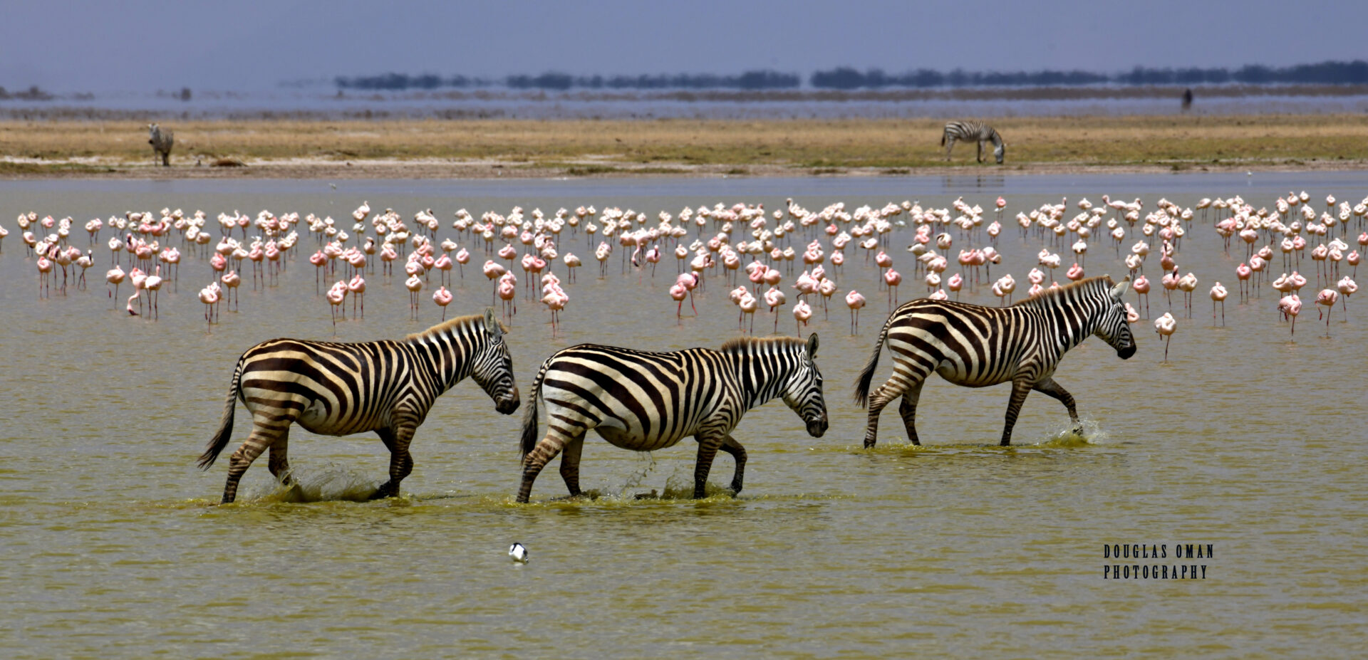 A herd of zebra walking across the water.