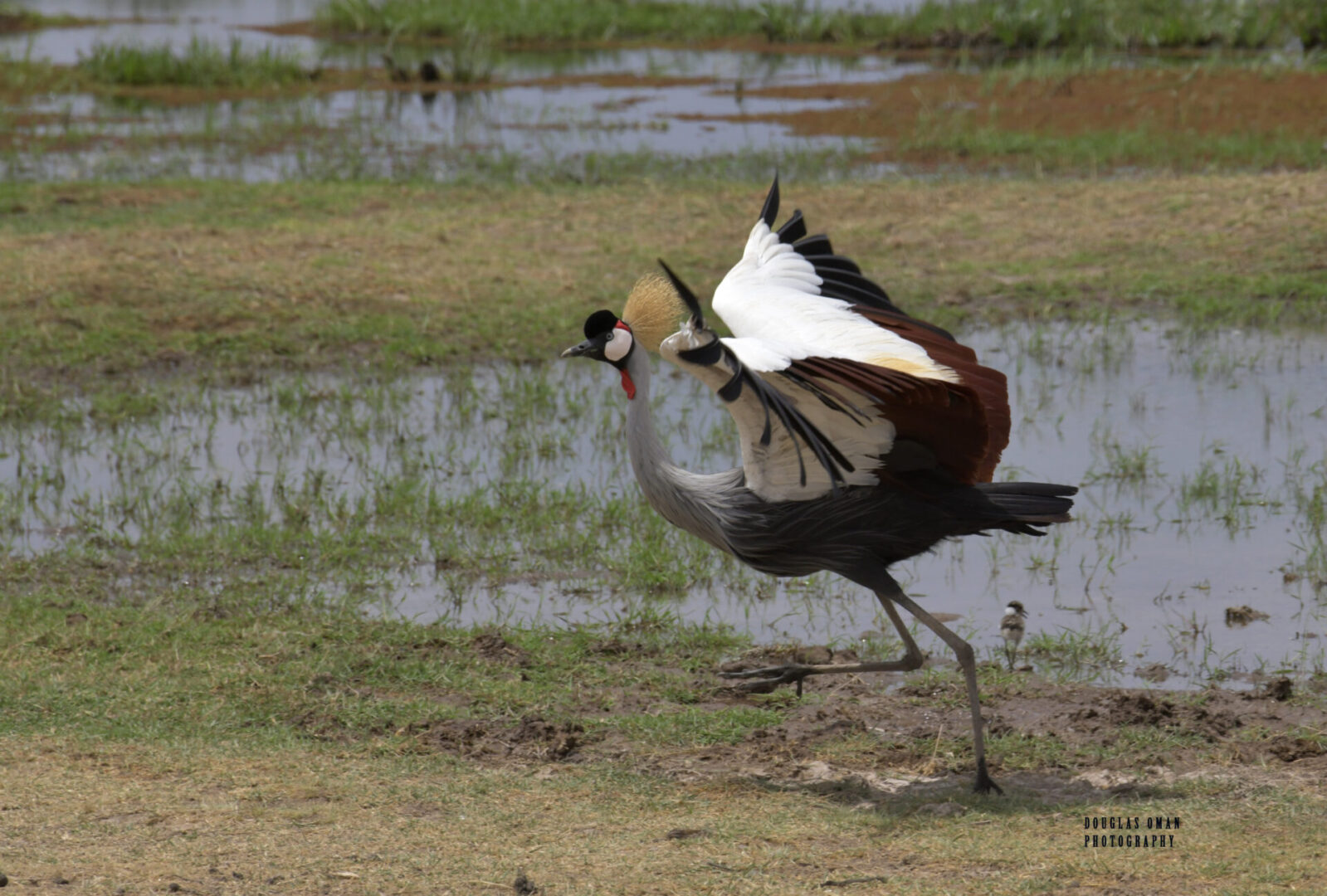 A bird is flying in the air near some water.