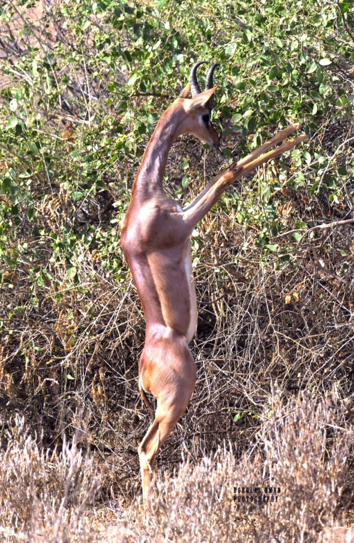 A giraffe standing in the middle of a field.