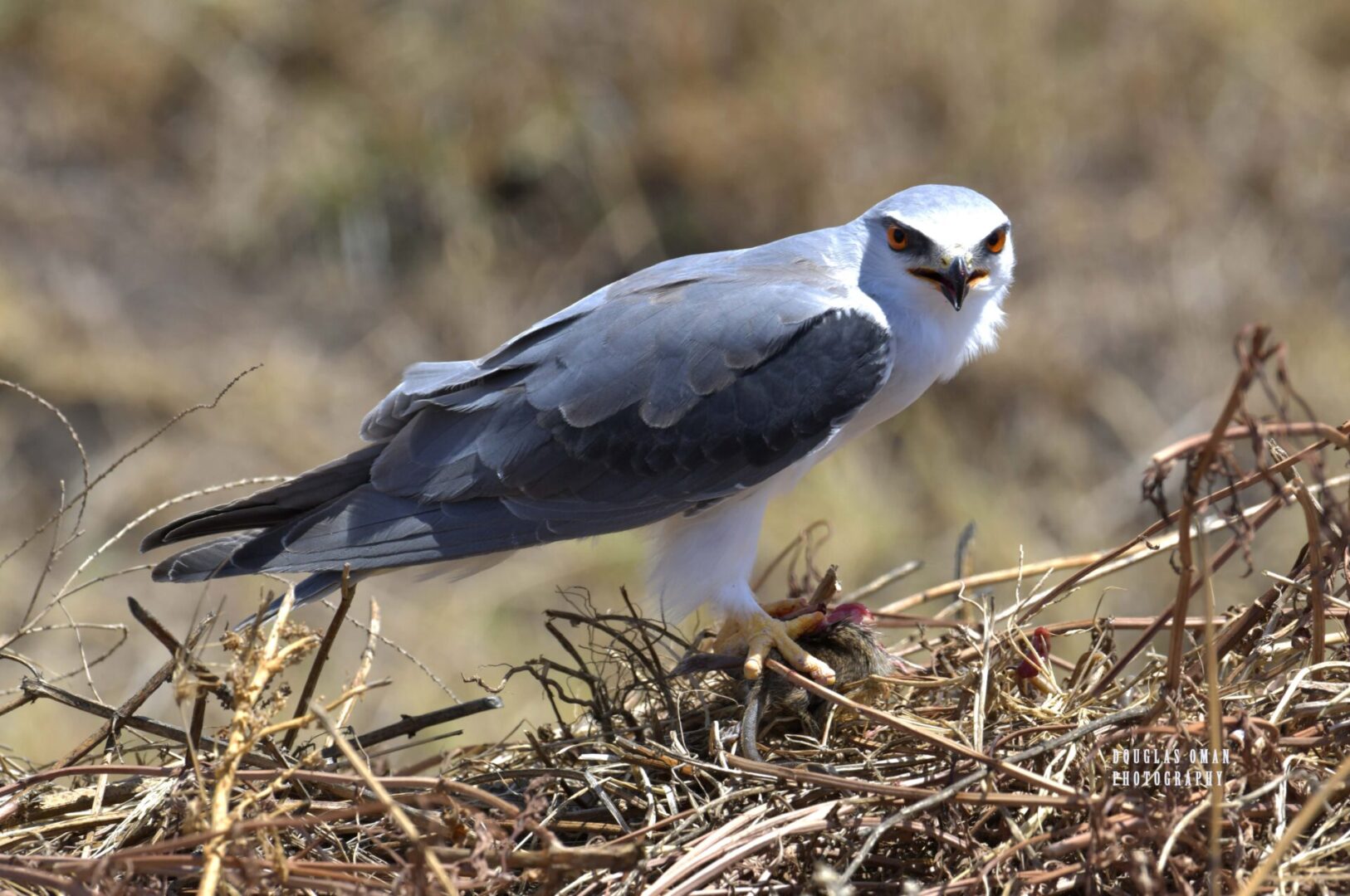 A bird with an open beak standing on some grass.