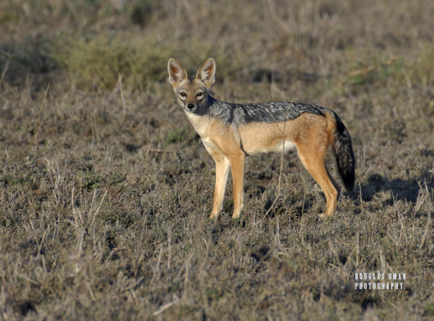 A wild animal standing in the middle of a field.