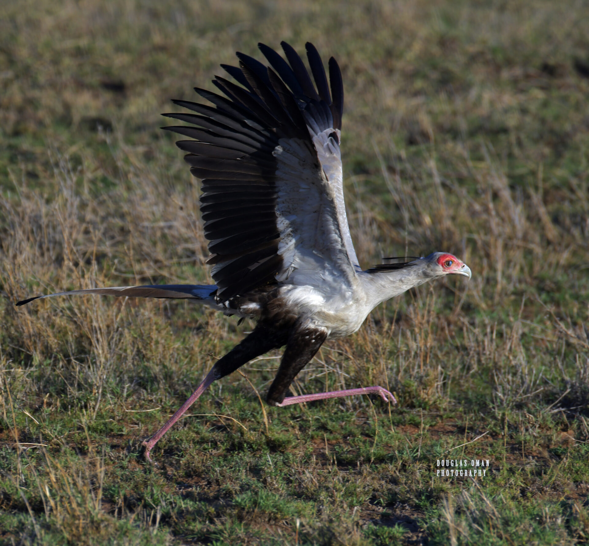 A bird flying over the grass in an open field.