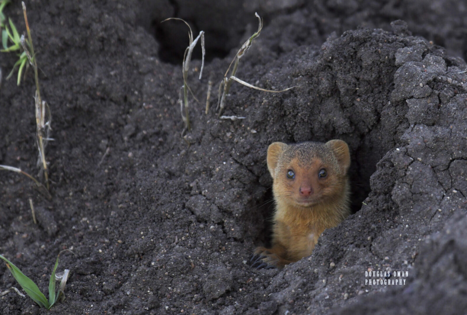 A small animal is peeking out of the ground.