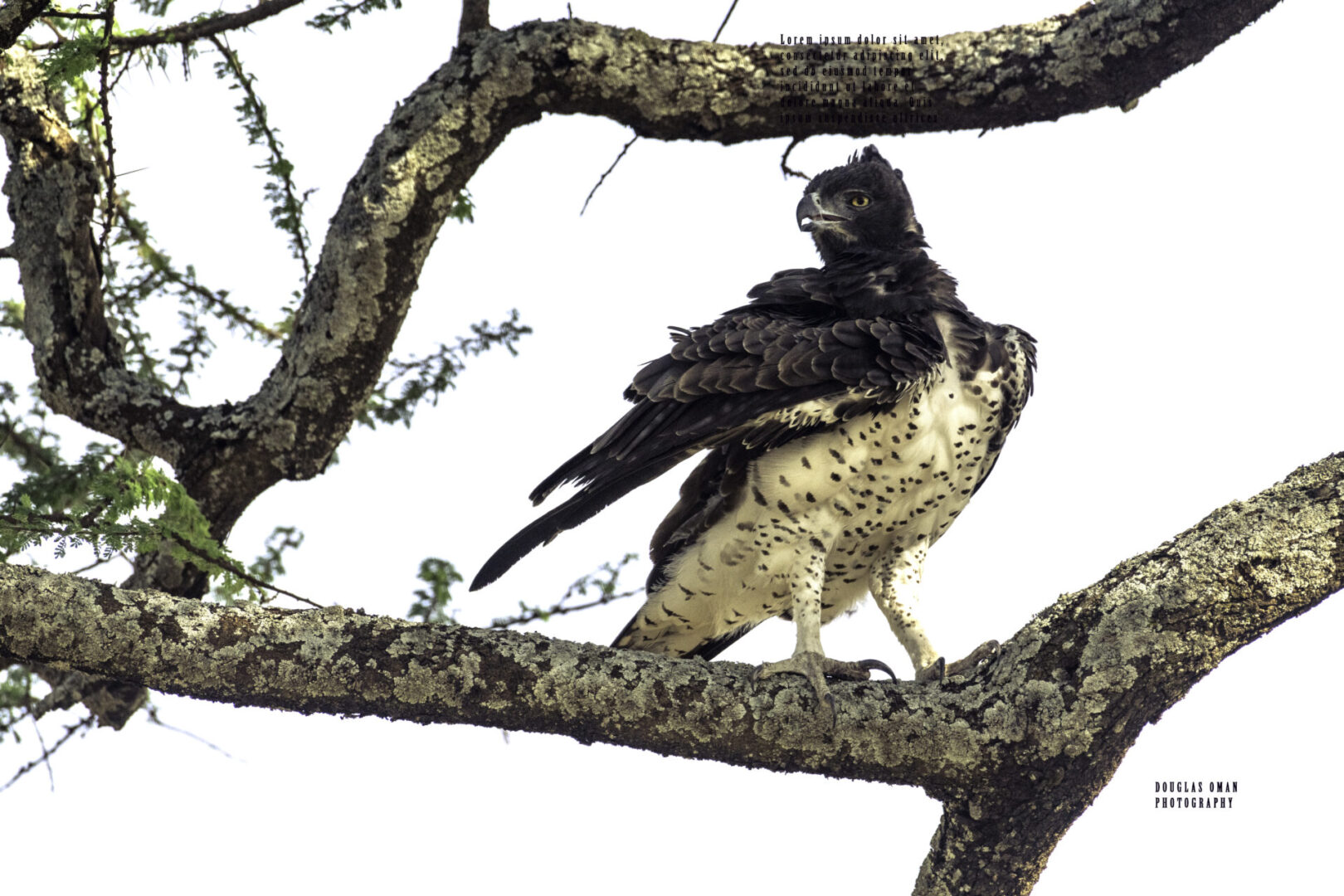 A bird sitting on top of a tree branch.