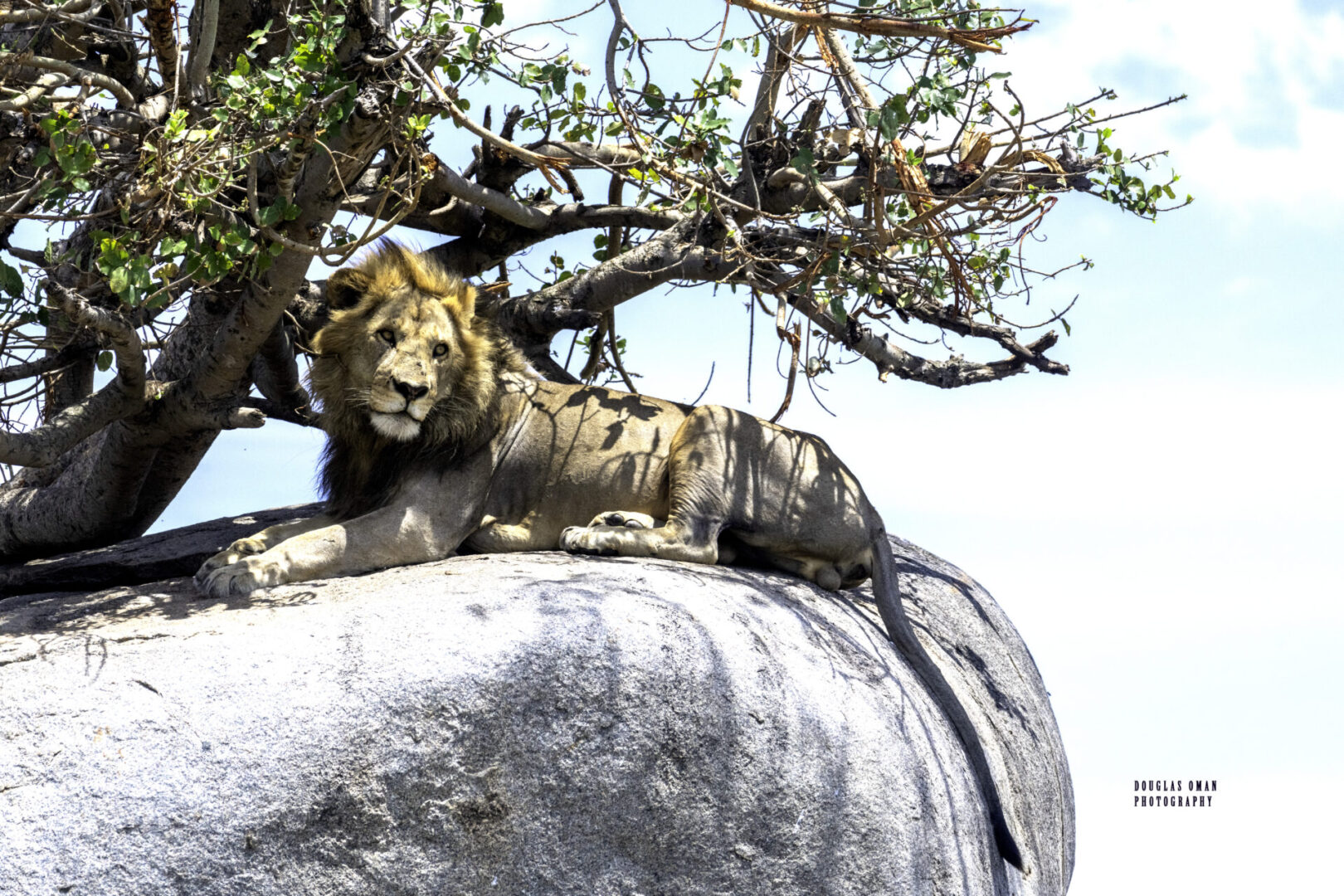 A lion sitting on top of a rock.