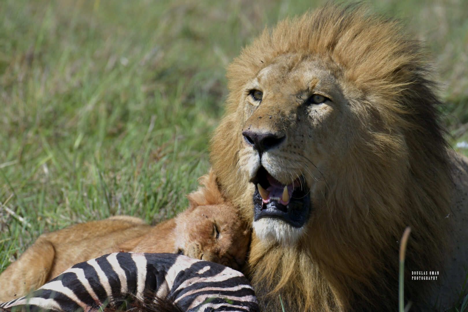 A lion and zebra are in the grass.