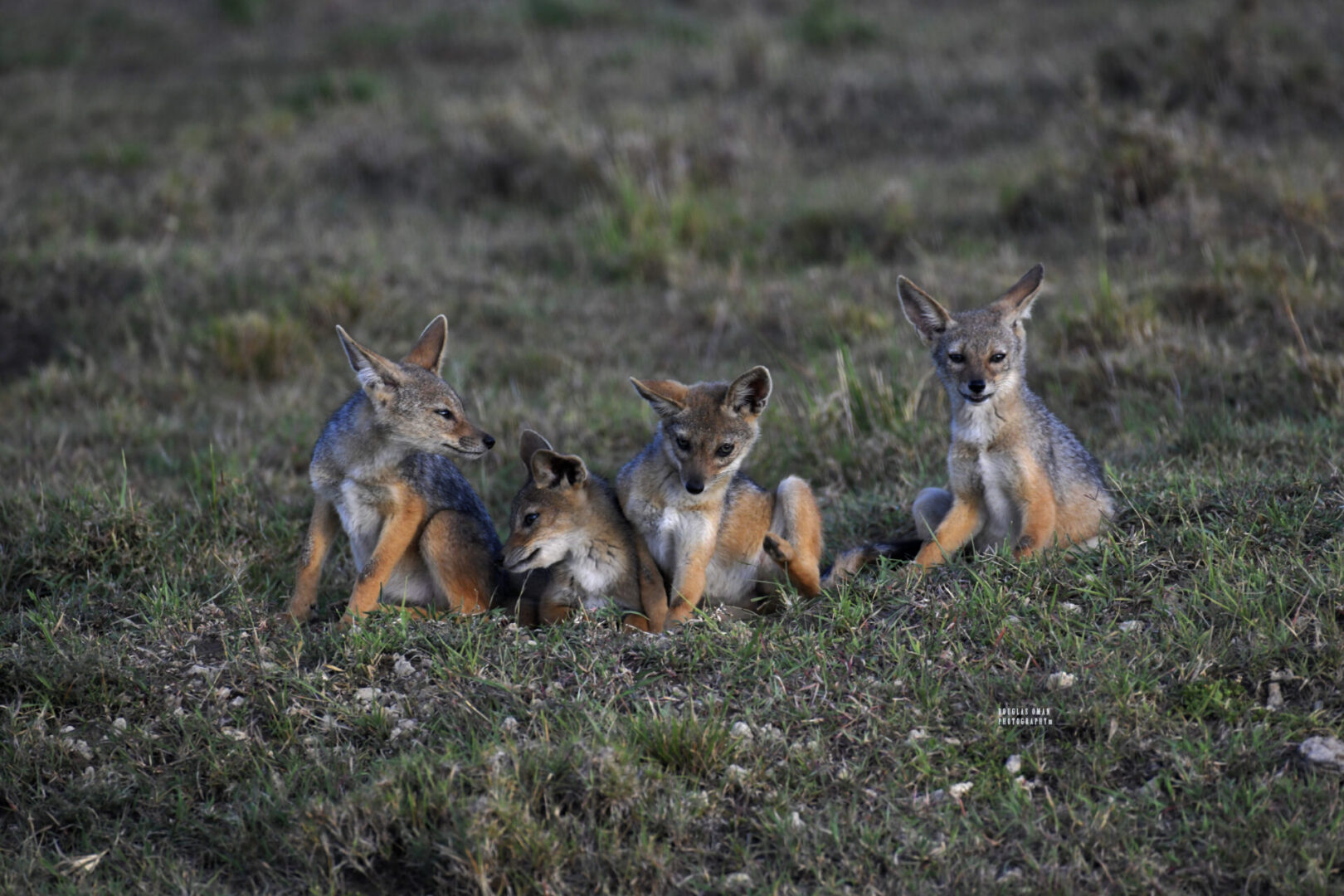 A group of foxes sitting in the grass.