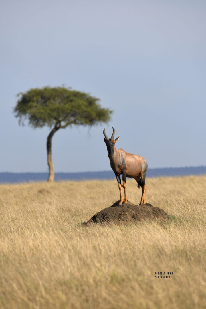 A antelope standing on top of a hill.