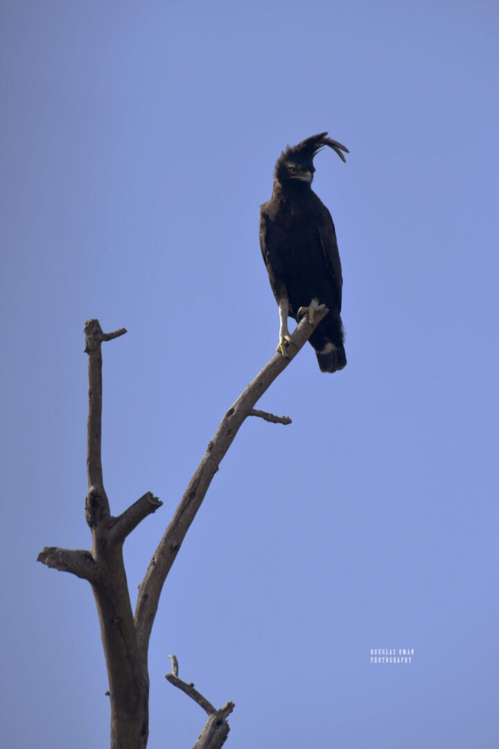 A black bird perched on top of a tree branch.