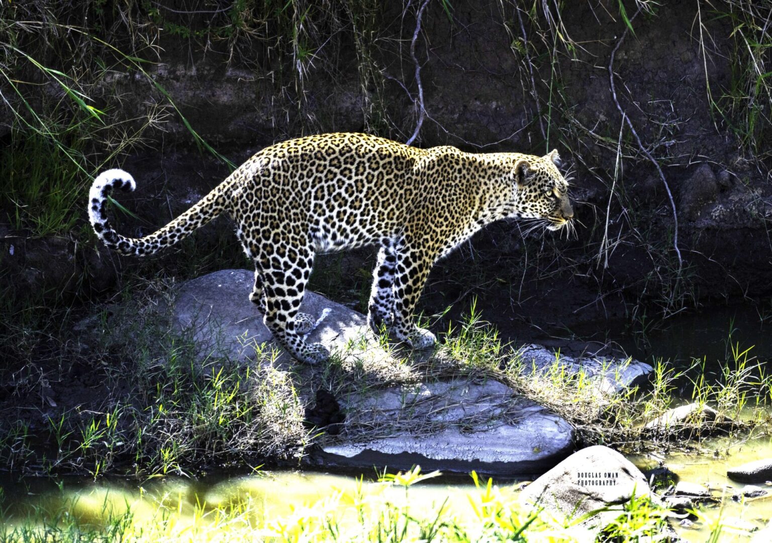 A leopard walking on the rocks in front of some trees