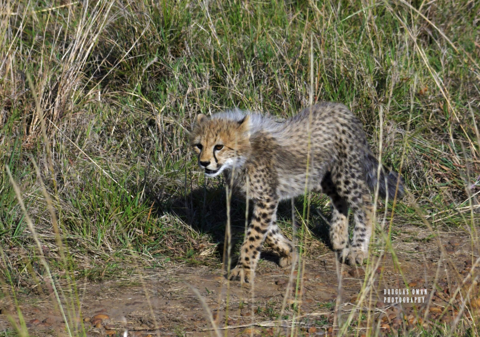 A cheetah walking through the grass in its habitat.