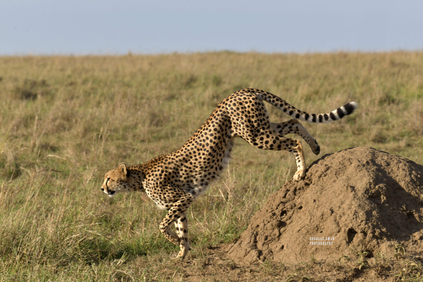 A cheetah running across the grass near some rocks.