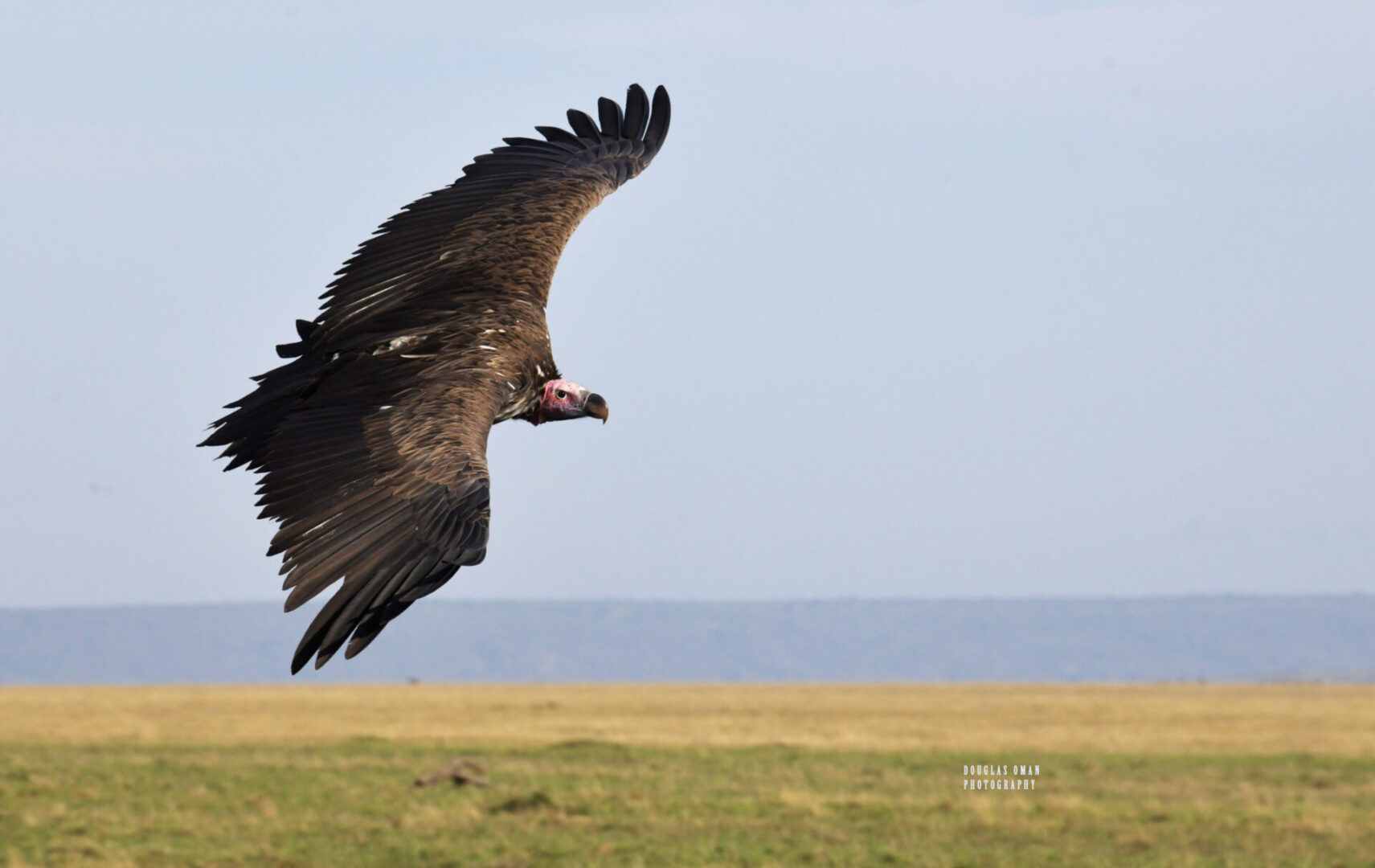 A bird flying over the grass near some water.