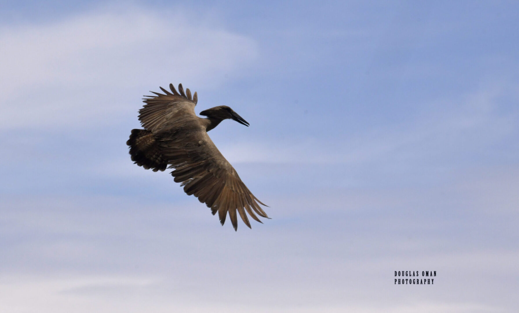 A bird flying in the sky with its wings spread.