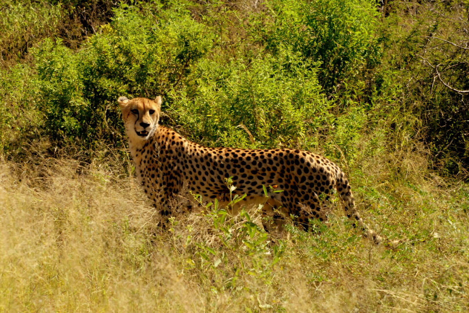 A cheetah walking through the grass in front of some bushes.