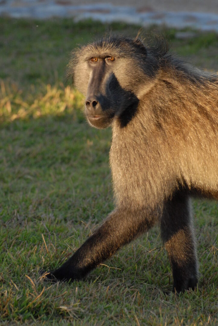 A baboon walking in the grass near some bushes