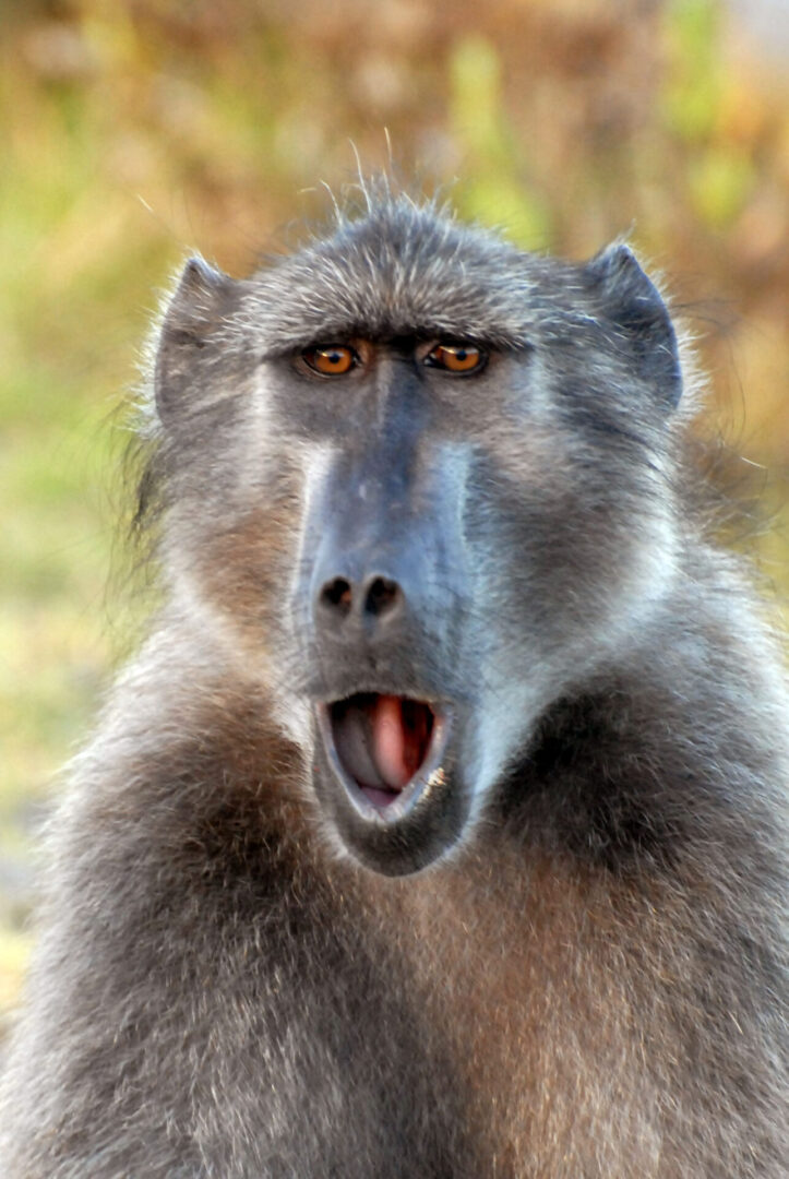 A close up of a monkey with its mouth open