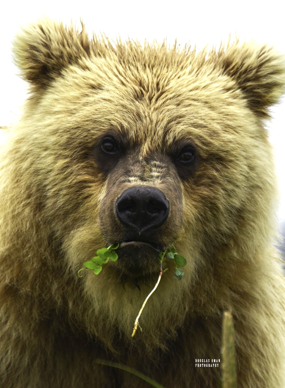 A bear with a green leaf in its mouth.