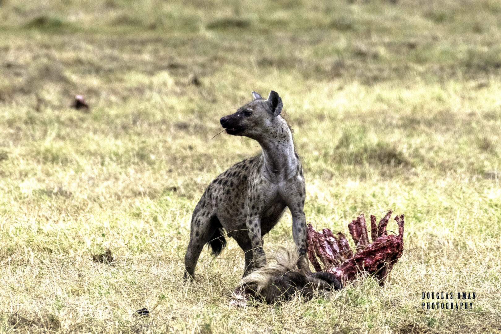 A hyena standing next to dead animals in the grass.