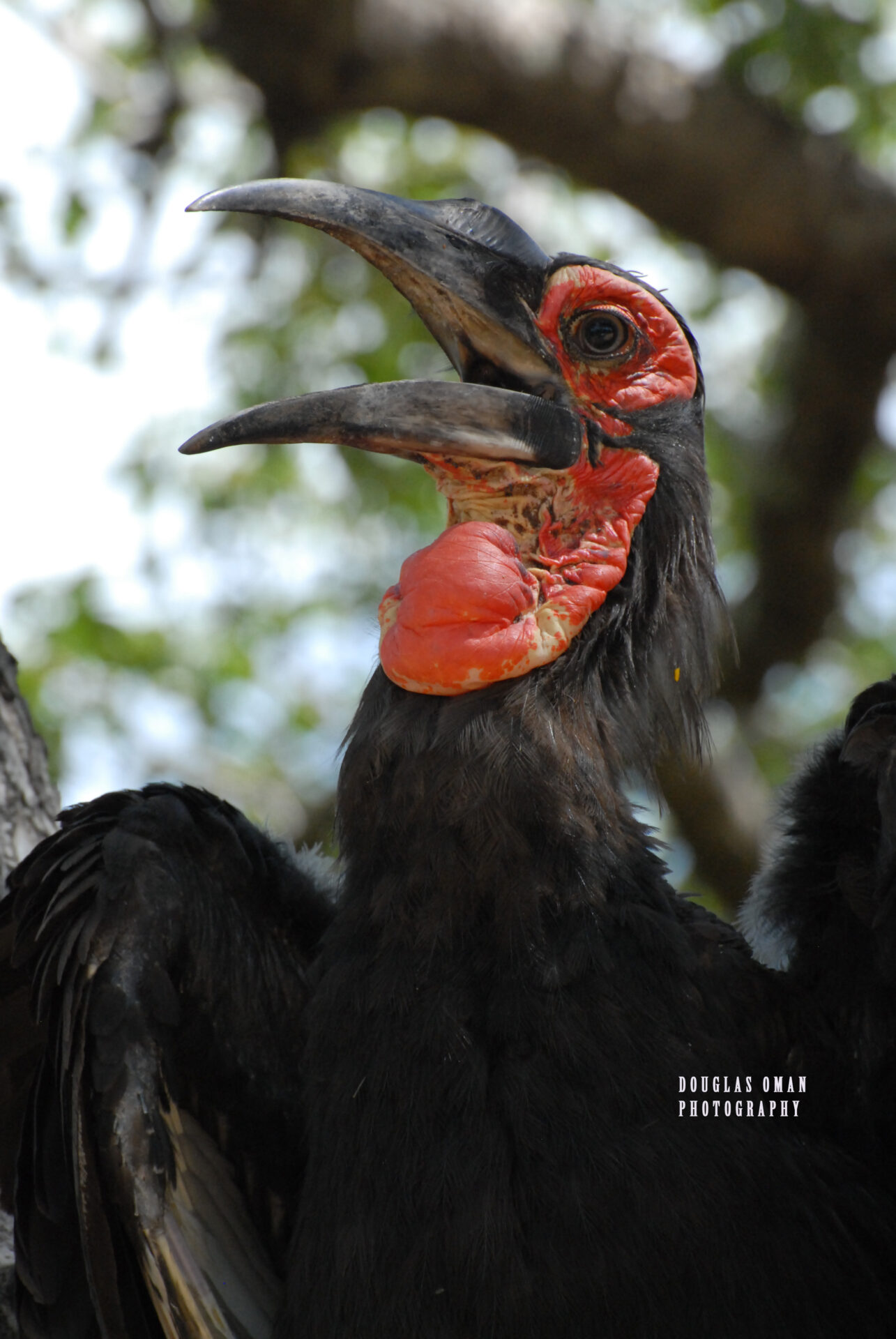 A close up of an animal with its mouth open