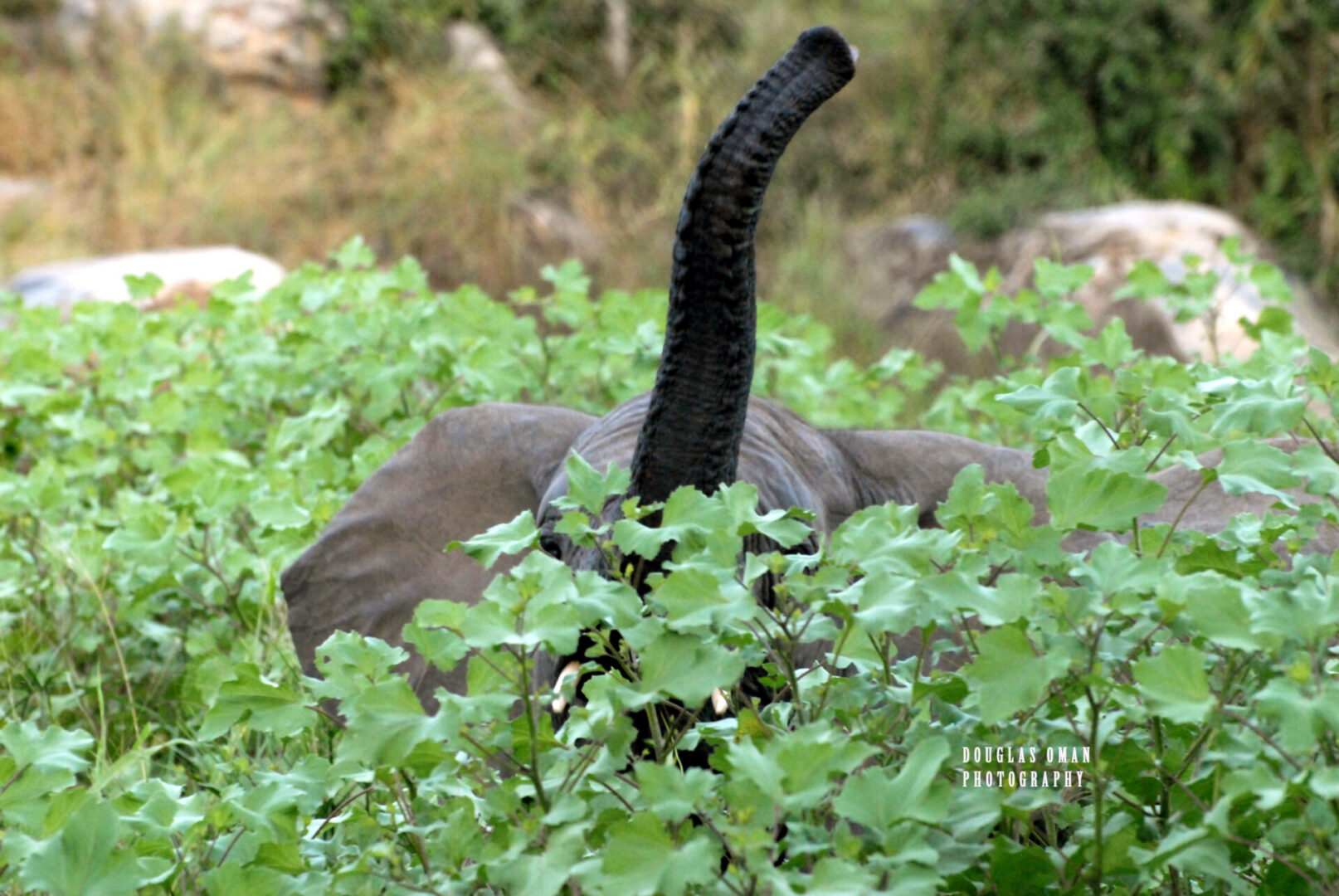 An elephant with a long trunk in the middle of some bushes