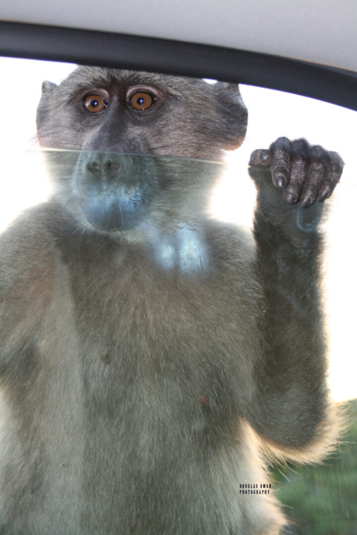 A monkey is standing up and looking at the camera.