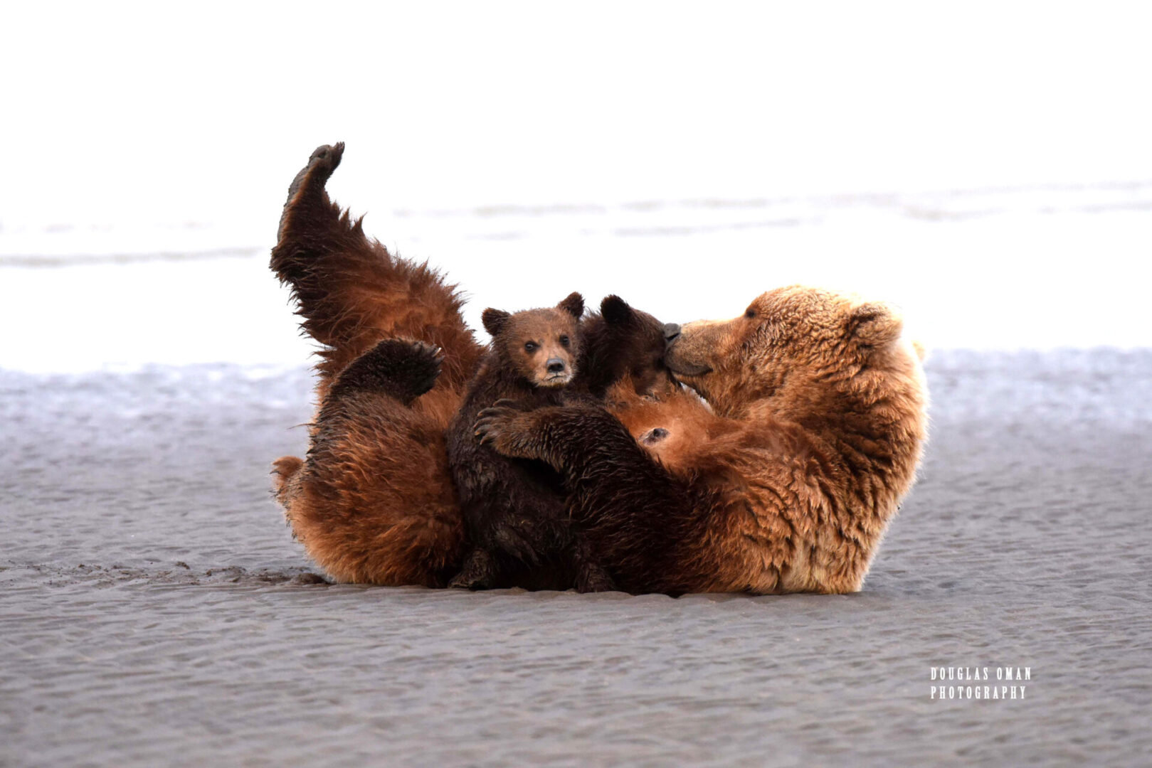 A bear cub is playing with its mother on the beach.