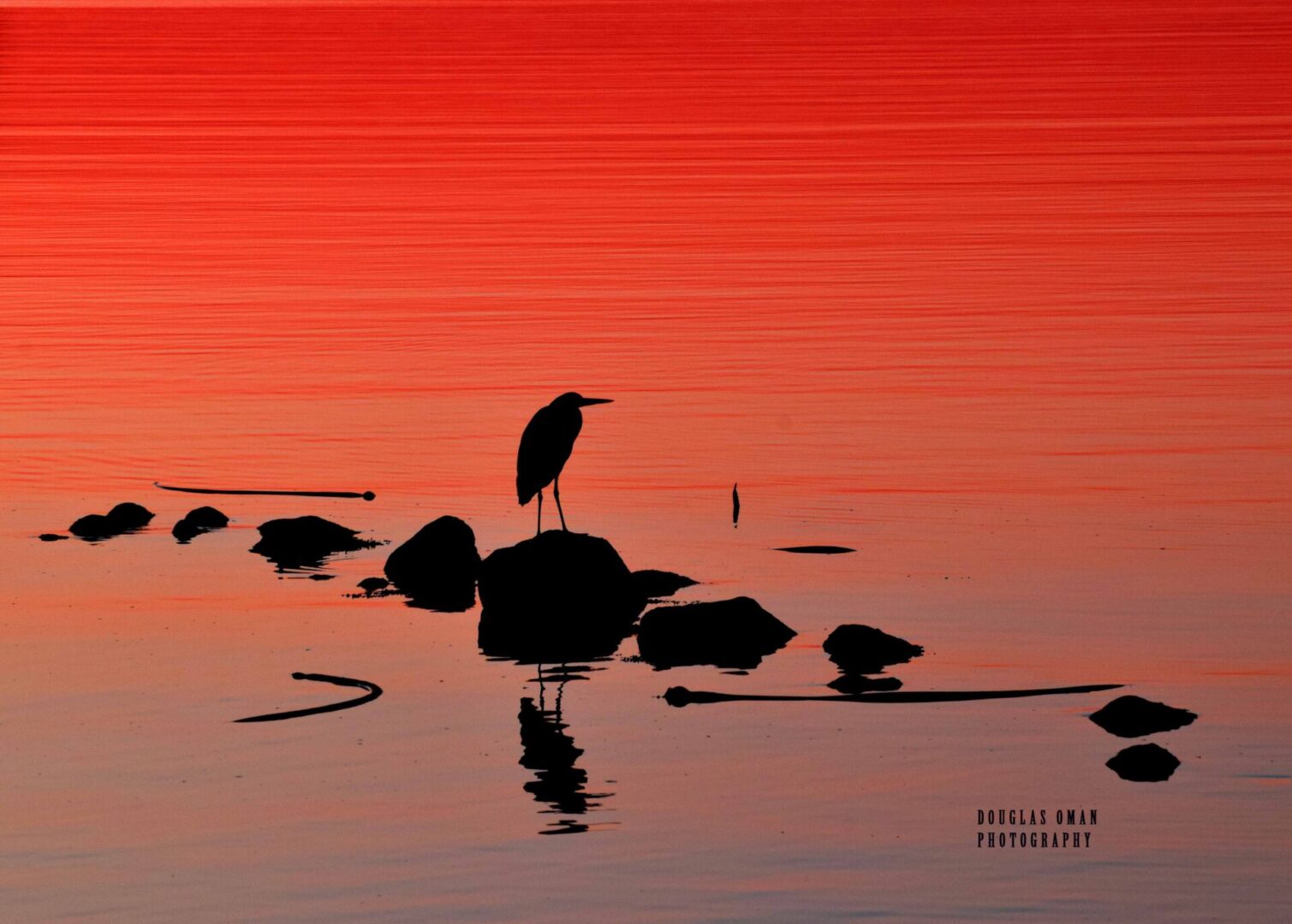 A bird is standing on the rocks in the water.