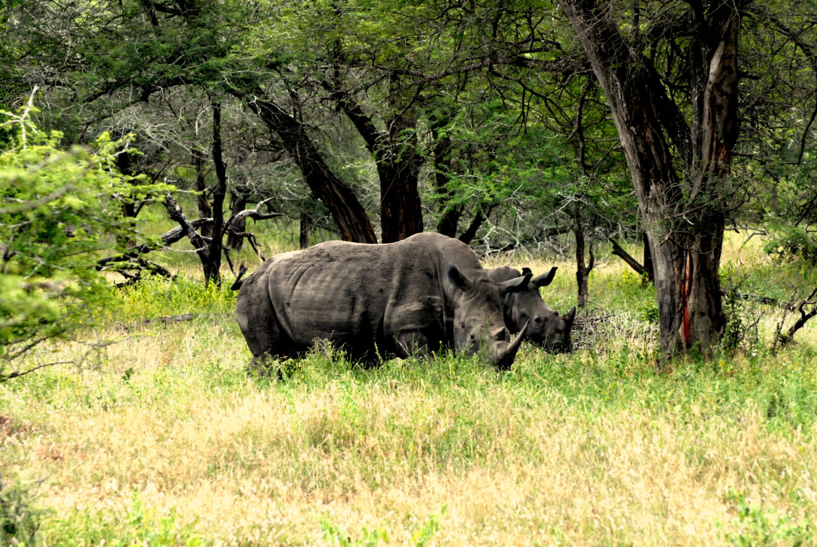 A rhino grazing in the grass near some trees.