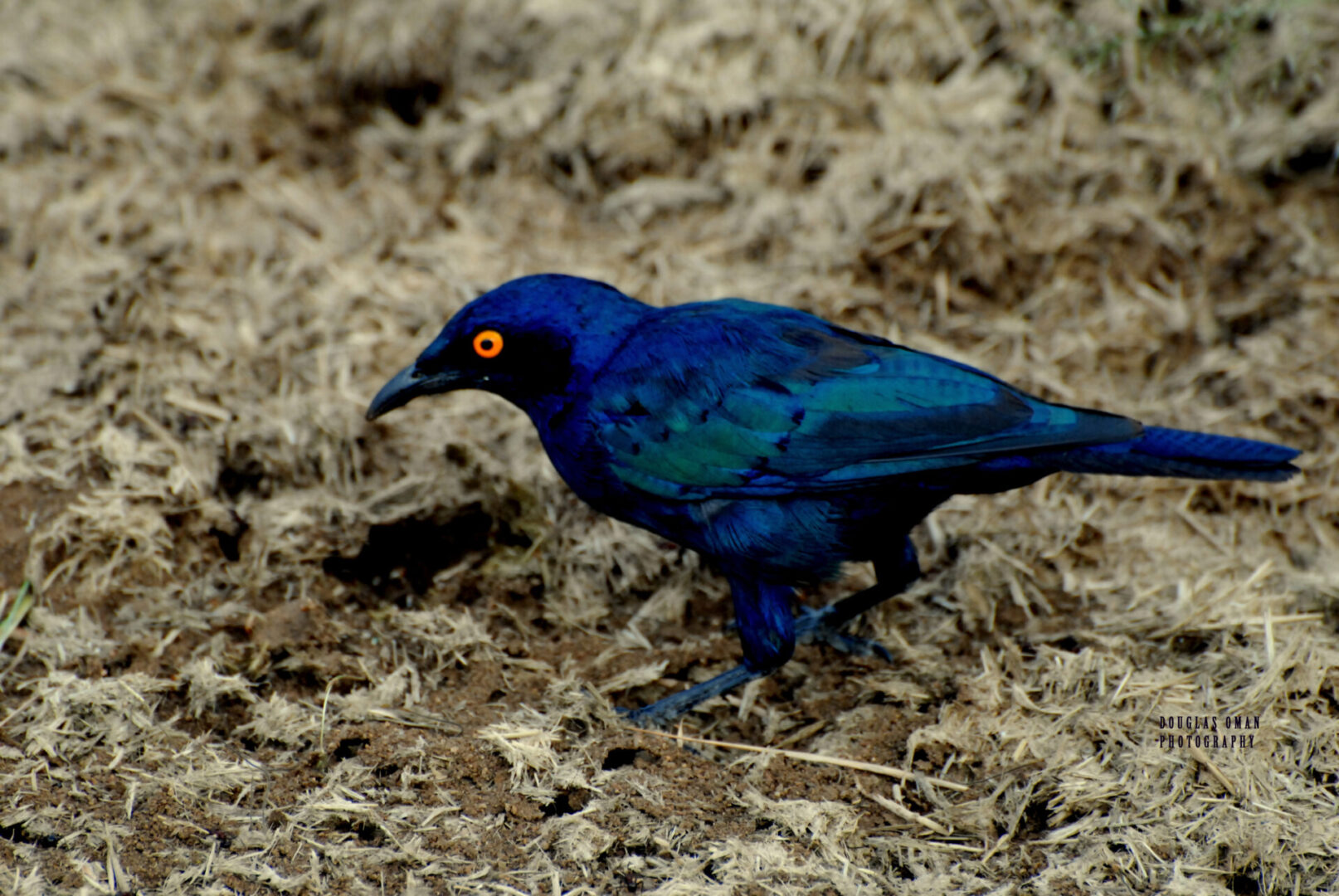 A blue bird with yellow eyes standing on the ground.