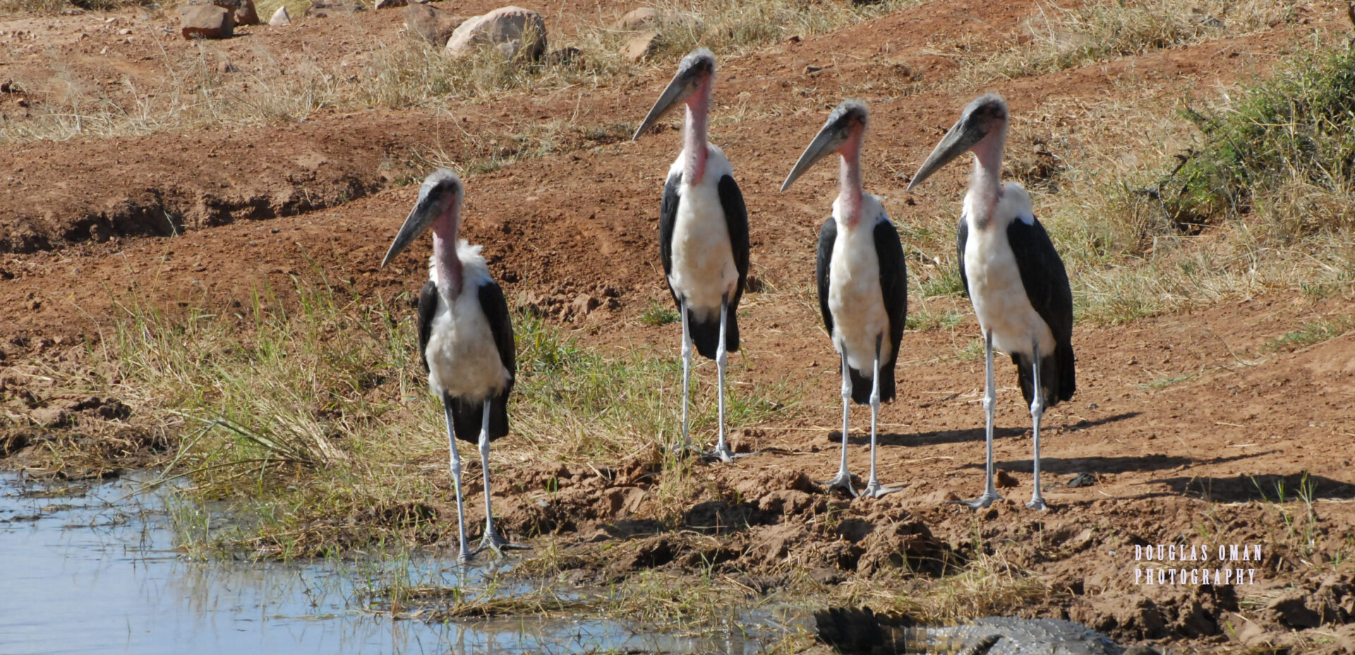 A group of birds standing next to each other.