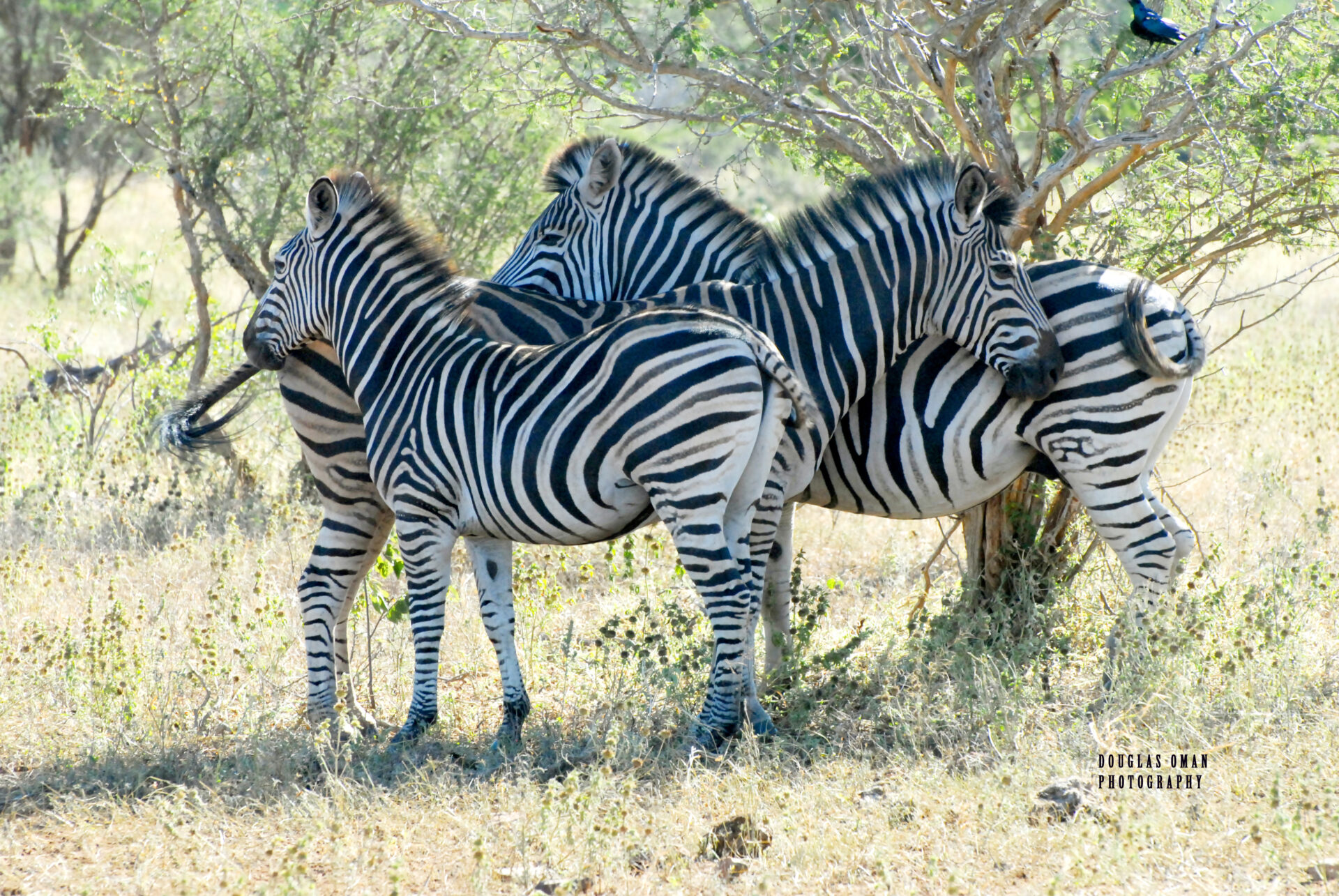 A group of zebras standing in the grass.