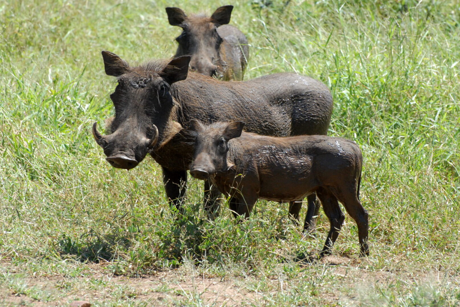 A herd of wild boar standing on top of a grass covered field.