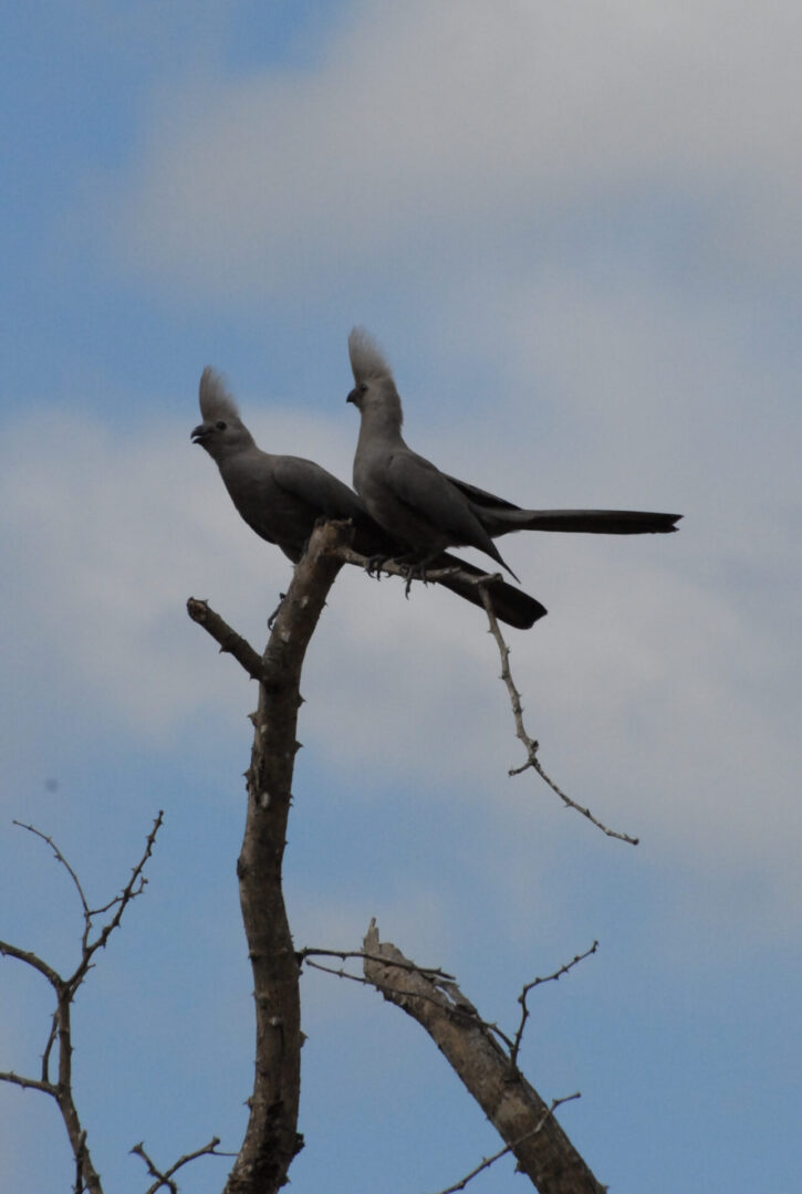 Two birds perched on a tree branch in the sky.