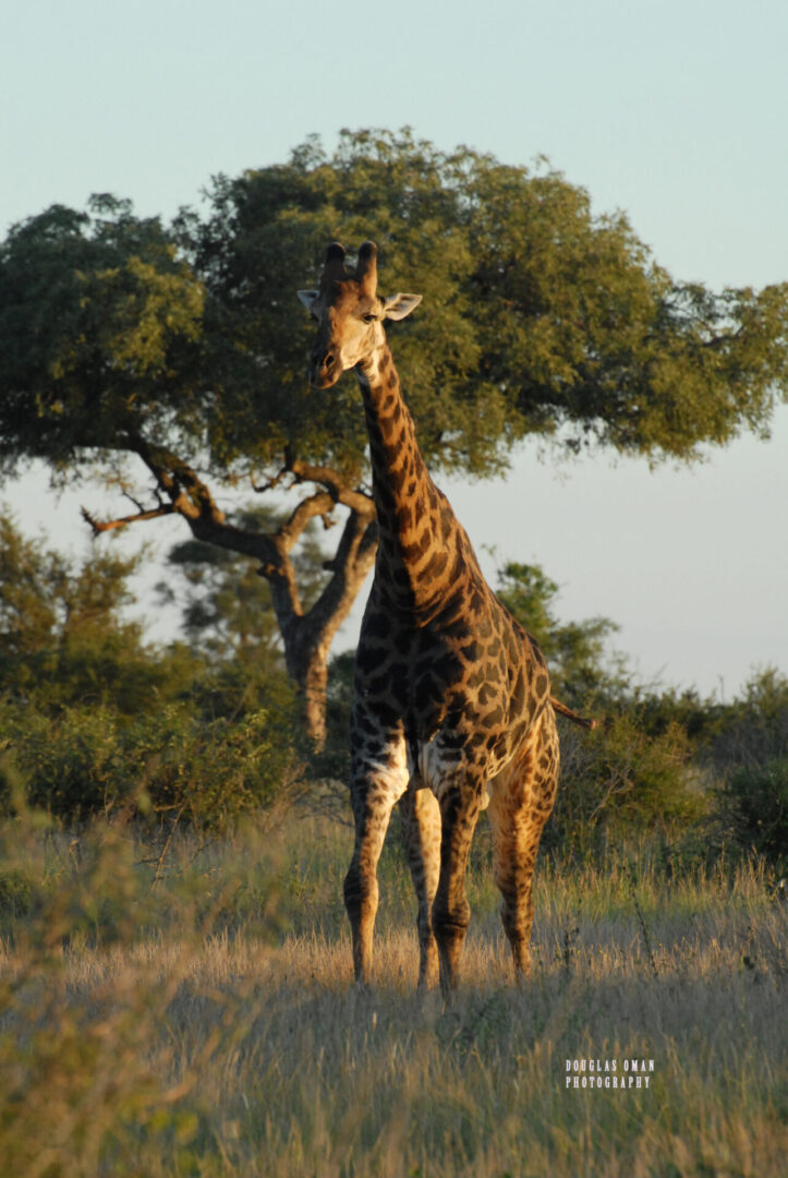 A giraffe standing in the grass near trees.