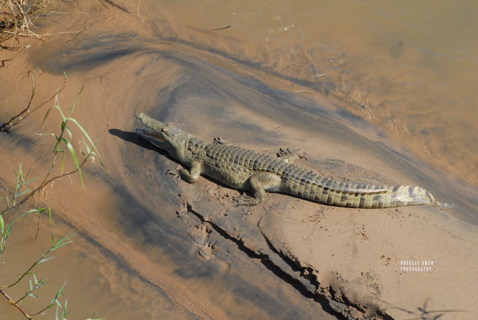 A small alligator is laying in the sand.