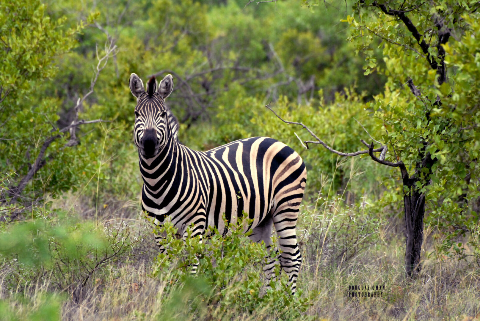 A zebra standing in the grass near some trees.