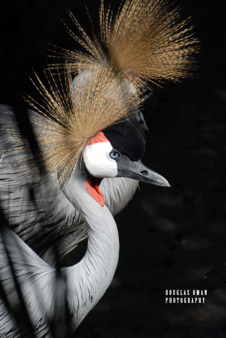 A close up of the head and neck of a bird.