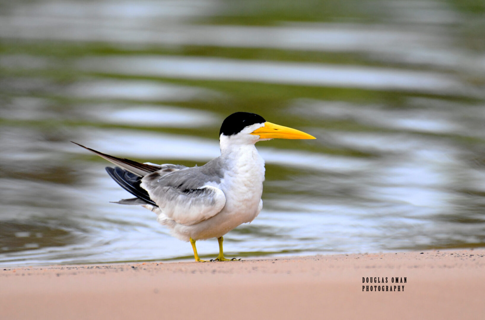 A bird with yellow beak standing on the beach.