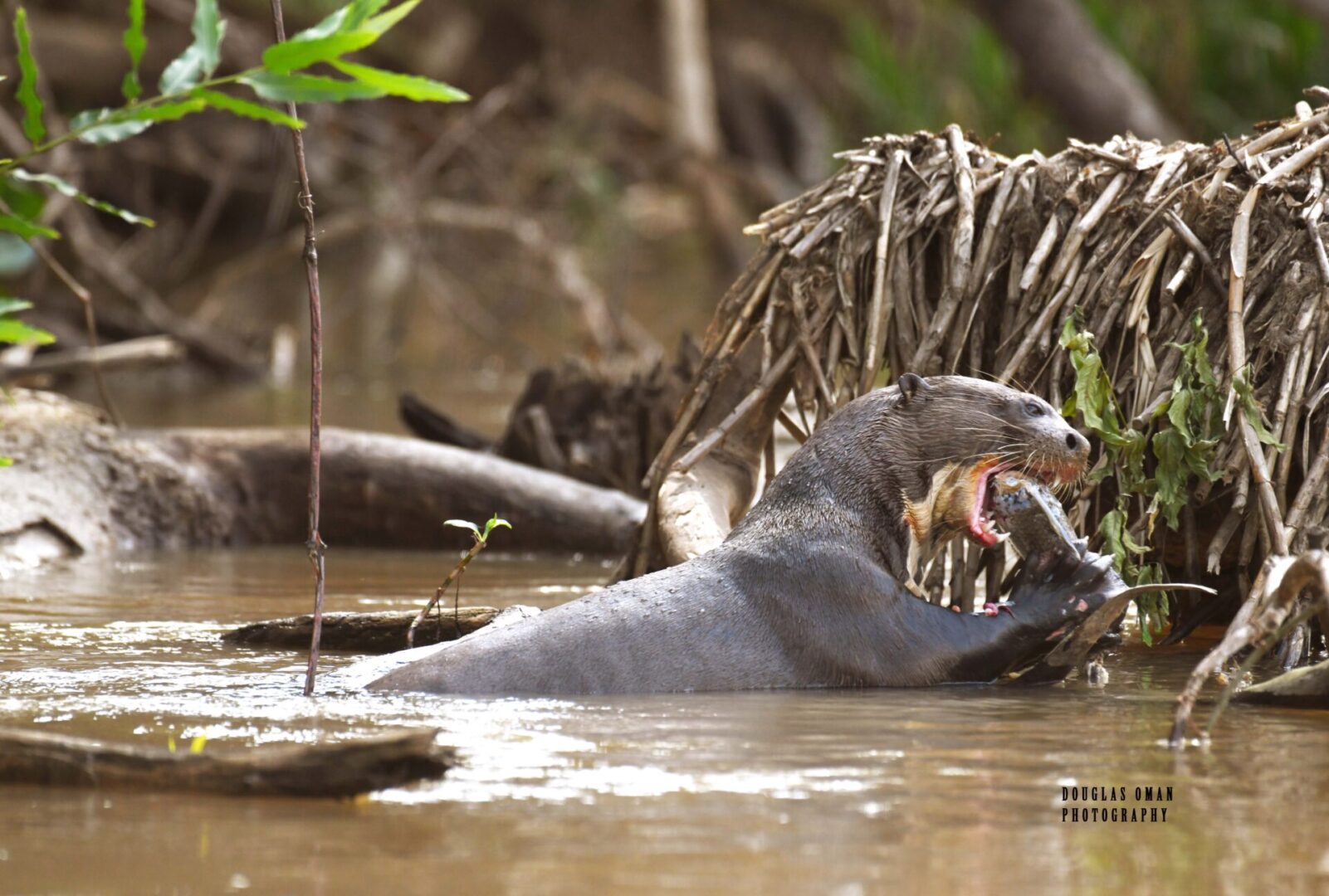 A large animal is swimming in the water.