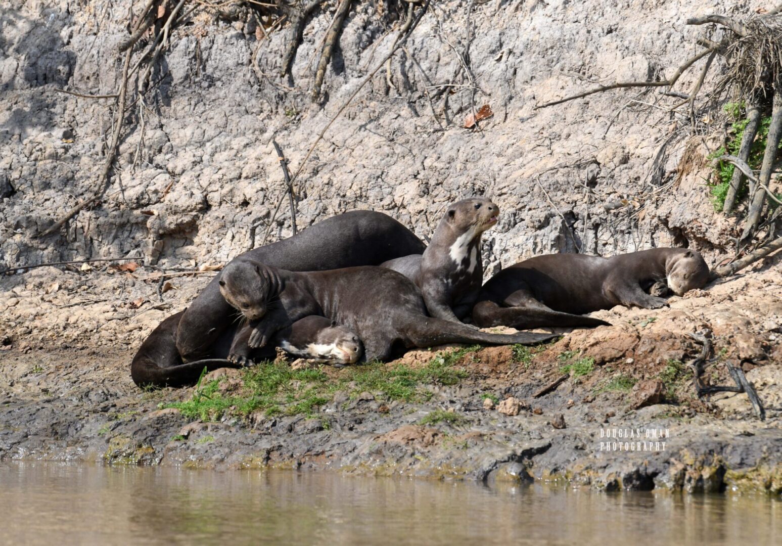 A group of elephants laying on the ground near water.